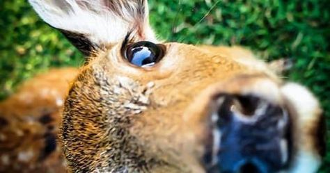 Photo Green Grass, Looking Up, A Dog, Close Up, Deer, Green, Blue