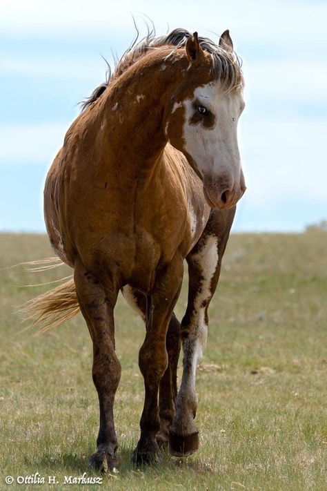 American Mustang Horse, Wild Horse Photography, Cool Horses, Horse Reference Photos, Paint Horse Breed, Mustangs Horse, Angry Horse, Wild Mustang Horses, Horses Reference