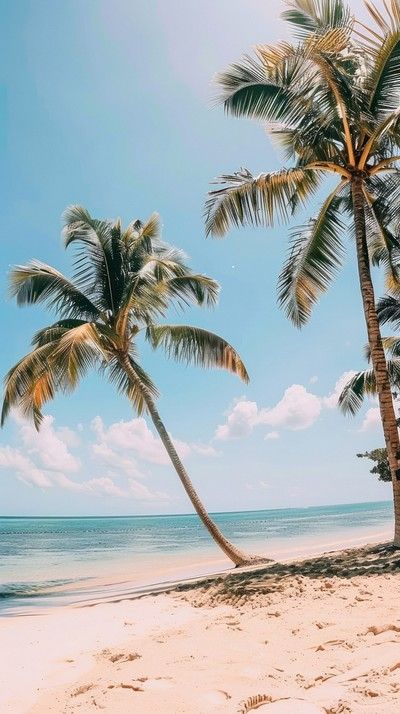 Tropical beach palm shadows sunlight | Free Photo - rawpixel Beach Pictures With Palm Trees, Tropical Aesthetic Summer Vibes, Beach Wallpaper Aesthetic, Aesthetic Wallpaper Beach, Palm Tree Aesthetic, Beach Aesthetic Wallpaper, Palm Tree Wallpaper, Beach With Palm Trees, Tropical Aesthetic