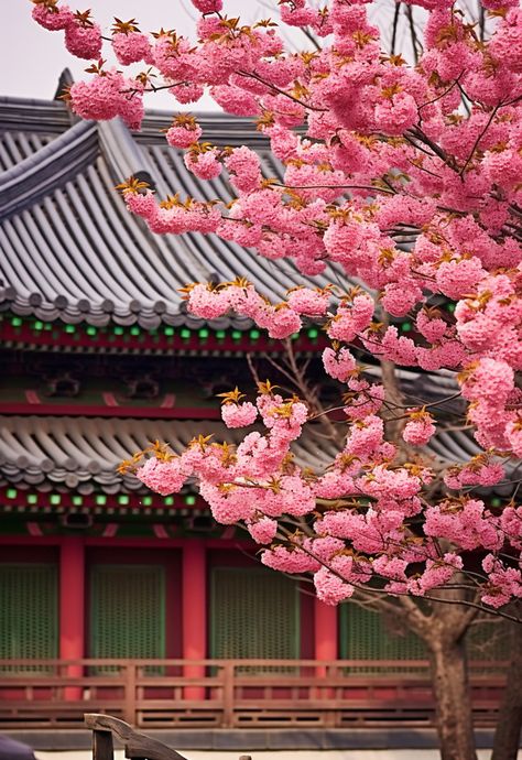 ancient architecture,high resolution,tourist destination,domestic,domestic travel,palace,tile,flower,tree,branch,background,spring,no people,seoul,outdoor,jongno-gu,changdeokgung,landscape,scenery,korea,korean traditional,red plum Korean Trees South Korea, South Korea Background, Scenery Korea, Destination Wallpaper, Korea Background, Korea Tips, Korean Background, Korea Flowers, Korean Landscape