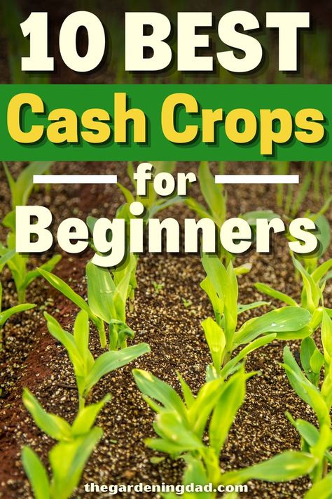 Cash Crops, Cash Crop, Crows, Make Money, To Grow, Ohio, The 10, How To Make Money, Money