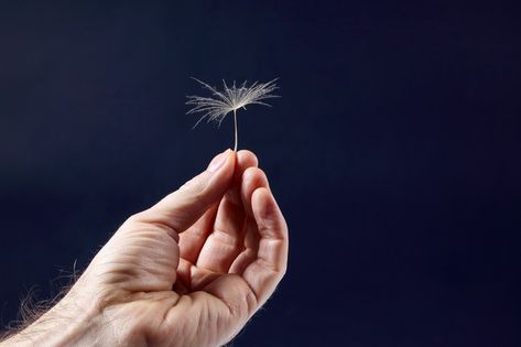 The hand with the seed of a dandelion on... | Premium Photo #Freepik #photo #flower #hand #leaf #fly Hand Holding Dandelion, Holding Dandelion, Rose In Hand, A Dandelion, Groom Ties, Dandelion Seed, Hand Holding, Dark Background, The Hand