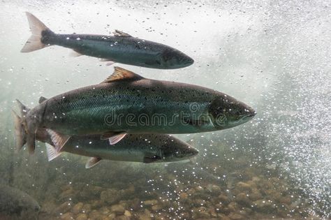 Salmon swimming against river current. Norway, Stavanger region, Rogaland, Ryfyl #Sponsored , #sponsored, #SPONSORED, #river, #Salmon, #Rogaland, #current European Wildlife, Pacific Salmon, Salmon Farming, Salmon Run, Dead Fish, Atlantic Salmon, Wild Salmon, Salmon Fishing, Invasive Species