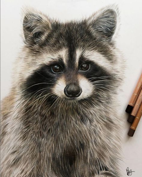 Raccoon Drawing, Raccoon Illustration, Raccoon Art, Cute Raccoon, Colored Pencil Drawing, Racoon, Color Pencil Art, Weird Art, Realistic Drawings