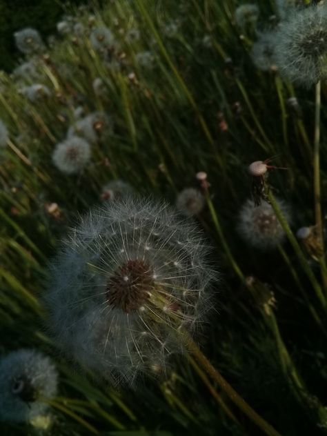 Dandelions Wallpaper Iphone, Aesthetic Dandelion, Dandelion Phone Wallpaper, Iphone Wallpaper Dandelion, Aesthetic Dandelion Wallpaper, Simple Iphone Wallpaper, Dandelion, Iphone Wallpaper, Flowers