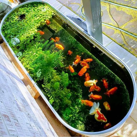 All credit to @pondviewranchu on instagram as the owner of this content. Outdoor Fish Ponds, Indoor Pond, Fish Pond Gardens, Patio Pond, Goldfish Pond, Aquaponics Fish, Indoor Water Garden, Outdoor Ponds, Diy Pond