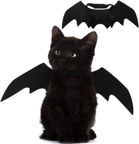 Bat Costume, Halloween Party Decoration, Cat Dress, Puppy Collar, Pet Cat, Bat Wings, Halloween Party, Black Cat, Bat