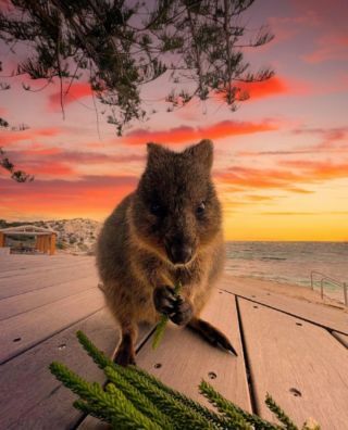 Journaling 2025, Quokka Animal, Animal Aesthetic, Rottnest Island, Australian Flora, Perth Australia, Dream Trip, Happy Animals, Animal Figures