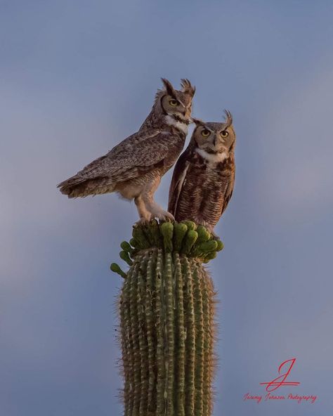 Desert Owl, Arizona Birds, Desert Animals, American Animals, Desert Art, Colorful Birds, Birds Of Prey, Wild Birds, Beautiful Birds