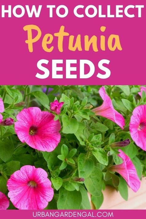 Collecting petunia seeds Saving Flower Seeds, How To Grow Flowers From Seeds, How To Collect Seeds From Flowers, How To Harvest Seeds From Flowers, Saving Seeds From Flowers, How To Save Flower Seeds, How To Save Seeds From Flowers, How To Save Seeds From Vegetables, Harvesting Seeds From Flowers