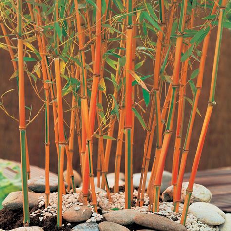 Bamboo 'Red Fountain' - Bamboo - Van Meuwen Fargesia Rufa, Bamboo Water Fountain, Bamboo Species, Bamboo Fountain, Clumping Bamboo, Bamboo Seeds, Privacy Plants, Red Bamboo, Bamboo Garden