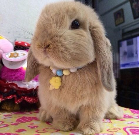 Mini Lop Bunnies, Lop Bunnies, Cutest Bunny Ever, Bunny Paws, Bunny Room, Pet Bunny Rabbits, Malamute Dog, Brown Bunny, Mini Lop