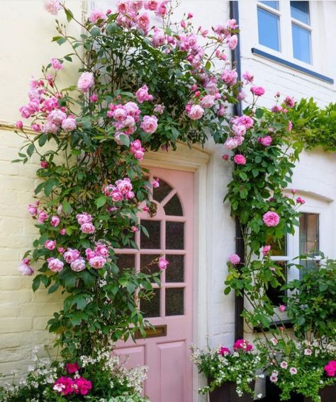 David Austin Gertrude Jekyll, Rose Gertrude Jekyll, Mary Delany Rose, Climbing Roses Front Door, Gertrude Jekyll Rose, David Austin Climbing Roses, Mary Delany, Exterior Updates, Gertrude Jekyll