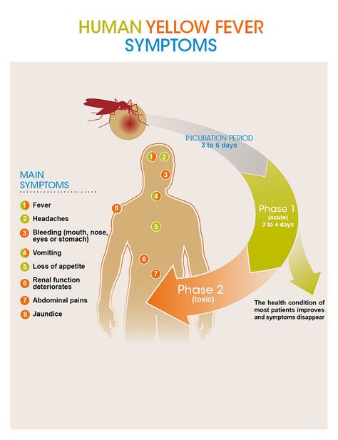 https://flic.kr/p/e6SZ3V | Human Yellow Fever symptoms | Copyright Sanofi Pasteur File: Fievre-jaune-transmission-EN Microbiology Study, Fever Symptoms, Eye Pain, Yellow Fever, High Fever, Heart Muscle, Medication Management, Body Ache, Central Nervous System