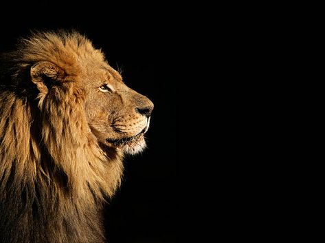 Lion Stock Photos, Pictures & Royalty-Free Images - iStock Lion Side View, Lion Wallpaper, King Of The Jungle, View Wallpaper, African Lion, Side View, The King, Lion