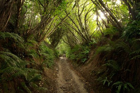 Holloways of Dorset – Dorset, England - Atlas Obscura Looking Younger, Visit Uk, Dorset England, Atlas Obscura, Visiting England, West Country, Fantasy Places, England And Scotland, Secret Places