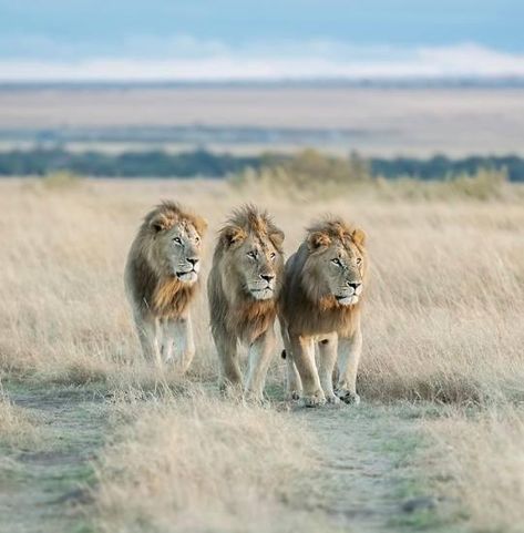 Lioness And Cub Tattoo, Cub Tattoo, Lion Background, Lioness And Cubs, Lion Tattoo Sleeves, Three Lions, Lion Photography, Lion Poster, Lion Love