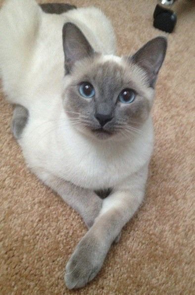 Siamese/Orientals cats.Lilac point,Seal tabby silver Siamese,Seal point, Flame point, ,Balinese andTonkinese. Tonkinese Cat, Tonkinese, Siamese Kittens, Siamese Cats, Pretty Cats, Beautiful Cats, Cat Photo, Crazy Cats, Cat Pics