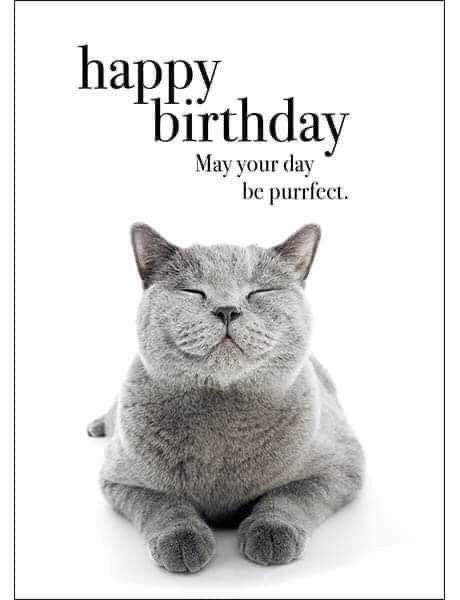 Happy Birthday Animals, Birthday Golf, Happy Birthday Cat, Funny Happy Birthday Wishes, Dj Art, Birthday Cat, Birthday Wishes Greetings, Happy Birthday Best Friend, Birthday Greetings Friend