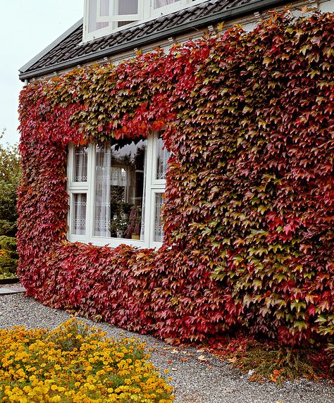 Parthenocissus Tricuspidata, Hydrangea Petiolaris, Boston Ivy, Green Fence, Virginia Creeper, Garden Vines, Ivy Plants, Front Yard Fence, Fence Landscaping