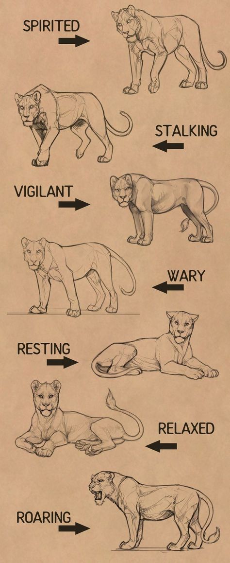 Lion Anatomy, Cat Anatomy, Big Cats Art, Animal Study, Anatomy Drawing, Creature Concept Art, Animal Sketches, Sketchbook Art Inspiration, Drawing Poses