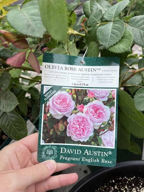 Olivia Rose Austin Roses, Olivia Rose Austin, Rose Diseases, David Austin Rose, Austin Rose, Olivia Rose, Rose Varieties, Shrub Roses, David Austin Roses