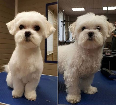 30 Best Maltese Haircuts for Dog Lovers – Page 2 – The Paws Maltipoo Grooming, Bowie Hair, Maltese Dogs Grooming, Maltese Puppy Cut, Maltese Haircuts, Maltese Grooming, Cut Puppy, Maltese Dogs Haircuts, Maltipoo Haircuts