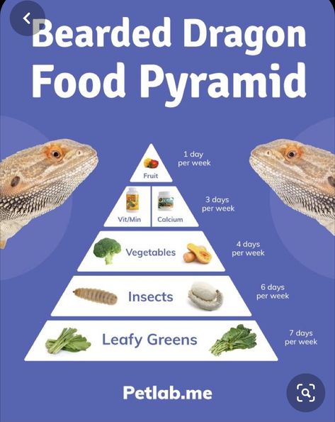 Bearded Dragon Feeding, Bearded Dragon Food List, Bearded Dragon Care Sheet, Diy Bearded Dragon Enclosure, Bearded Dragon Terrarium Ideas, Bearded Dragon Tattoo, Dragon Food, Dragon Facts, Bearded Dragon Diy