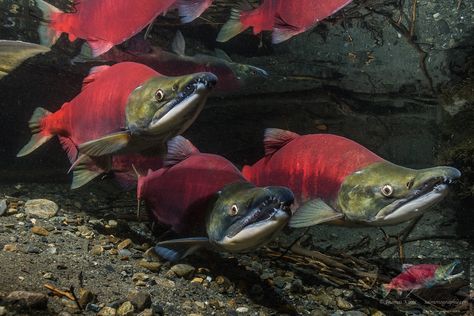 Red Salmon, Alaskan Salmon, The Tao, Salmon Run, Sockeye Salmon, Salmon Fish, Animal Study, Animal Science, All Fish