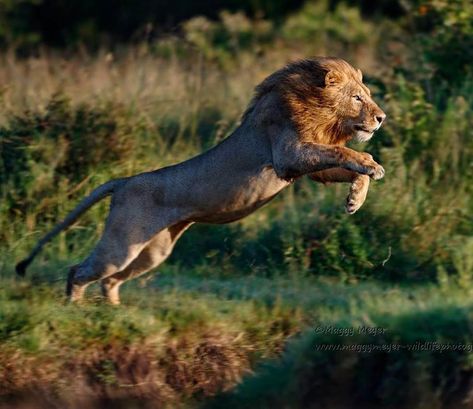 Lion Kings, Animal Anime, Lion Sketch, Lion Photography, Wild Lion, Lions Photos, King Lion, Lion Images, Animal Study