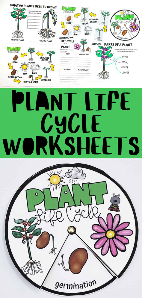 Dive into the fascinating world of botany with our Plant Life Cycle Worksheets! Ideal for kids, these printables make learning about the stages of plant growth interactive and fun. From seed germination to flowering, students will color, cut, and label, deepening their understanding of nature's processes. Perfect for classroom activities or at-home education, these worksheets are a must-have for young explorers eager to discover the wonders of plant life. #PlantLifeCycle Plant Life Cycle Bulletin Board, Plant Life Cycle Free Printable, Seed Life Cycle Preschool, Plant Art Activities For Preschool, Plant Cycle Activities, Life Cycle Of A Flower Preschool, Plant Cycle Preschool, Life Cycle Of A Plant Craft, Plant Cycle For Kids