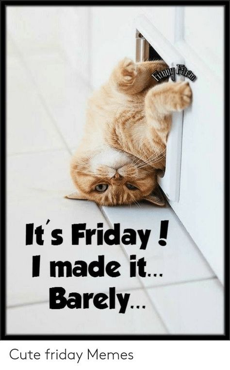 Happy Friday Funny, Friday Funny Images, Happy Friday Humour, Happy Friday Pictures, Friday Cat, Friday Funny, Friday Meme, Funny Friday Memes, Good Morning Happy Friday