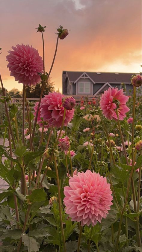 Dahlia Core Aesthetic, Dahlia Flower Aesthetic Wallpaper, Dahlia Wallpaper Aesthetic, Dahlia Flowers Garden, Dahliacore Aesthetic, Pink Dahlia Aesthetic, Flowerbed Aesthetic, Dahlia Bouquet Aesthetic, Dahlia Flower Garden Landscapes