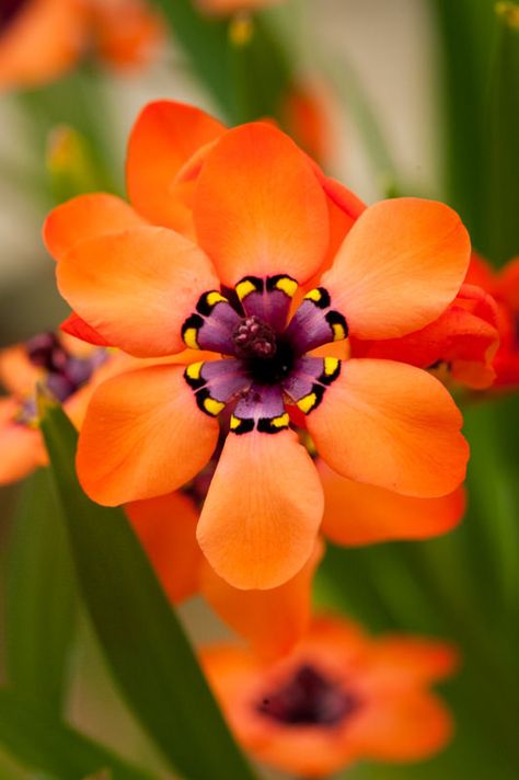 https://flic.kr/p/qZhhnX | Sparaxis elegans | Sparaxis elegans, glasshouse, late March. South African bulbs that have bright orange flowers with purple centres and central rings of dotted-lines. Sparaxis Flower, African Nature, Orange Flower, Orange And Purple Flowers, Small Orange Flowers, Flowers South Africa, Flowers Of South Africa, South African Flowers, Unique Orange Flower-shaped Jewelry