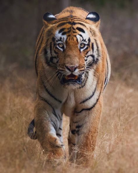 National Animal Of India, Indian Tiger, Tiger Zoo, Indian Animals, Zoo Art, Happy Republic Day, National Animal, Online Photo Editing, National Symbols