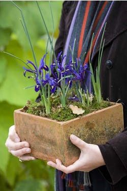 Spring Bulbs Garden, Forcing Bulbs, Growing Irises, Iris Reticulata, Gardening Indoors, Winter Vegetables Gardening, Crocus Bulbs, Winter Gardening, Sarah Raven