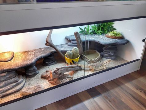 Aesthetic Terrarium Reptile, Bearded Dragon Enclosure Ideas Aesthetic, Beared Dragon Cage Ideas Cute, Reptile Tank Ideas, Beared Dragon Cage Ideas, Leopard Gecko Enclosure Ideas, Bearded Dragon Enclosure Ideas, Bearded Dragon Setup, Breaded Dragon