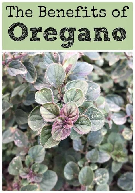 The Benefits of Oregano Wild Oregano Oil Benefits, Grow Oregano, Benefits Of Oregano, Oregano Oil Benefits, Easy Herbs To Grow, Wild Herbs, Food Gardening, Matcha Benefits, Coconut Health Benefits