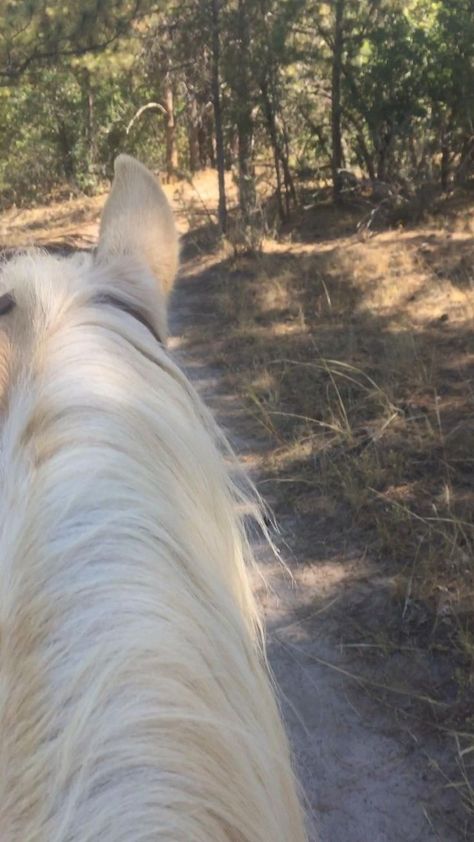 Trail ride!! [Video] | Fotografía de caballos, Vídeos de caballos, Caballos tumblr Caballos Aesthetic, Video Horse, Riding Aesthetic, Horses Videos, Aesthetic Horse, Horse Video, Horse Riding Aesthetic, Trail Ride, Funny Horses