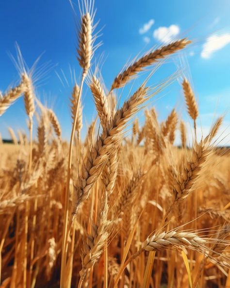 Image Free Download | A handful of golden grass in the wheat field, degree offset method, Constructivism, UHD, HDR Grain Field, Wheat Field, Fields Of Wheat, Wheat Images, Wheat Fields Aesthetic, Wheat Photos, Wheat Field Photography, Wheat Field Background, Bermuda Grass