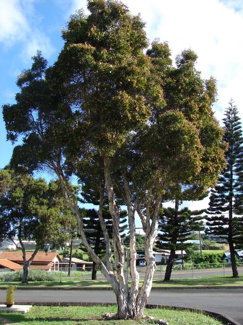 Melaleuca quinquenervia CAJEPUT TREE Paperbark Tree, Melaleuca Quinquenervia, Nursery Western, Australian Trees, Products To Buy, Tree Species, Tree Nursery, Pale Orange, Landscape Plan