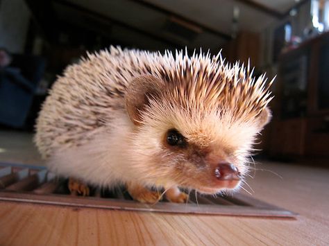 hedgehog Angry Hedgehog, Pygmy Hedgehog, Happy Hedgehog, Cute Hedgehog, Cuteness Overload, Animals Friends, Animals Beautiful, Animal Pictures, Mammals