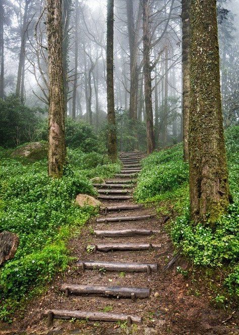 Wall Mural Forest, Outdoor Gardens Landscaping, Landscape Architecture Drawing, Garden Stairs, Outdoor Stairs, Forest Path, Fence Landscaping, Diy Garden Projects, Backyard Landscaping Designs