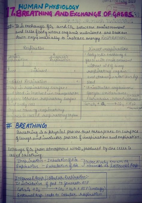 Breathing And Exchange Of Gases Notes, Breathing And Exchange Of Gases, Short Notes, Biology Notes, Hand Writing, Biology, Handwriting, Writing, Human