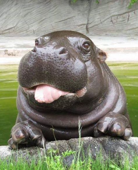 Hippopotamus, Cuteness Overload, Our Life, Follow Us, Cute Animals, Animals