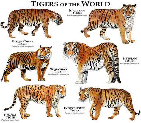 Remedies For Bee Stings, Indochinese Tiger, South China Tiger, Tiger Species, Malayan Tiger, Panthera Tigris, Sumatran Tiger, Siberian Tiger, Bengal Tiger