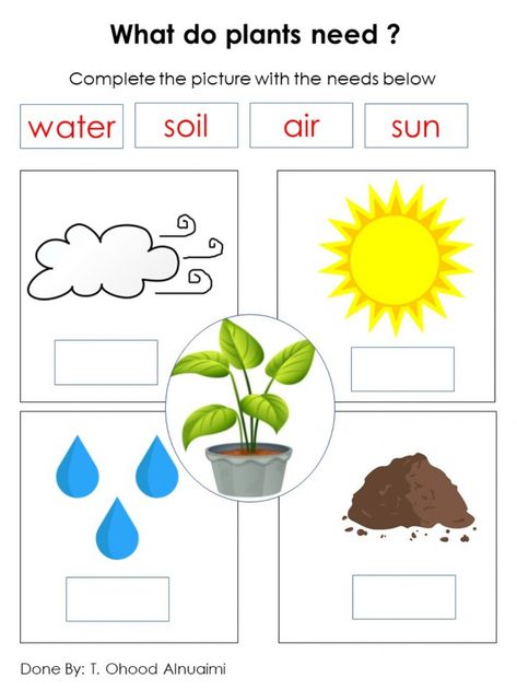 What Do Plants Need To Grow Worksheets, What A Plant Needs To Grow Preschool, What Plants Need To Grow Worksheet, What Do Plants Need To Grow, Plants Worksheets For Kids, Plant Needs Worksheet, Plant Activity For Kids, What Plants Need To Grow, دورة حياة النبات