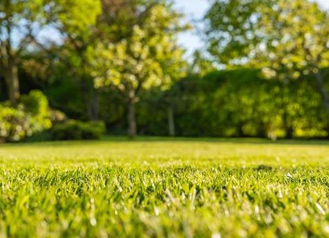 Summer lawn care Vermont Garden, Summer Lawn Care, Dead Of Summer, Landscaping Equipment, Diy Lawn, Lawn Care Tips, Grass Type, Healthy Lawn, Summer Lawn