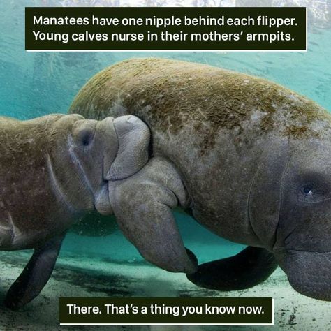 Animal-Facts-Weird Nature Weird Animal Facts, Fun Facts About Animals, Chandler Riggs, Manatees, Rick Grimes, Animal Facts, Memes Humor, Weird Animals, Cool Pets