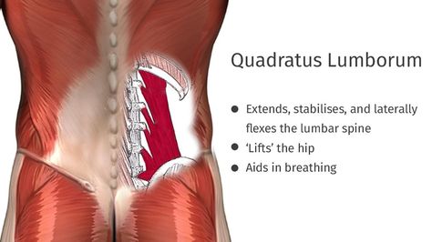 Quadratus Lumborum, Psoas Release, Referred Pain, Lumbar Spine, Yoga Anatomy, Tight Hip Flexors, Psoas Muscle, Muscle Anatomy, Massage Benefits